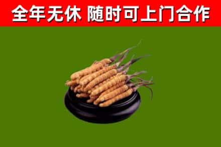 新疆回收冬虫夏草