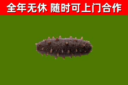 新疆回收海参干